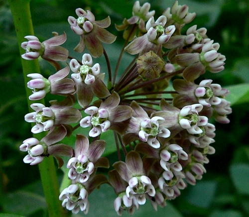 {Asclepias syriaca}